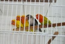Pássaros - Agapornis