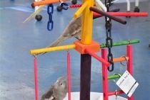 Puleiro pássaro - Playground Calopsita